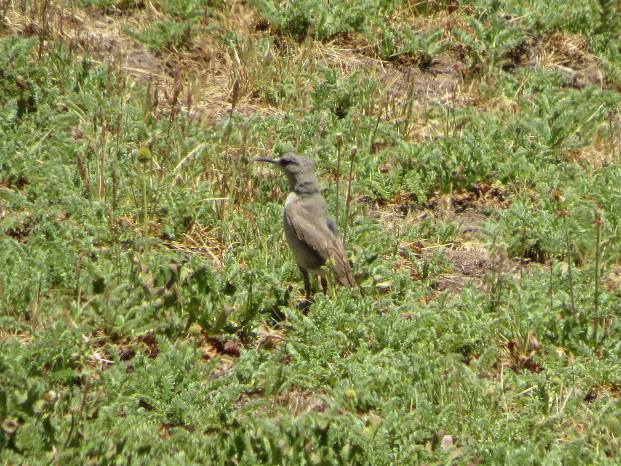 Black-fronted Ground-Tyrant (Muscisaxicola frontalis)