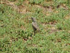 Muscisaxicola frontalis