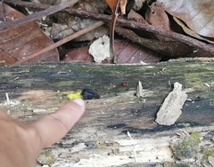 Platerodrilus ruficollis