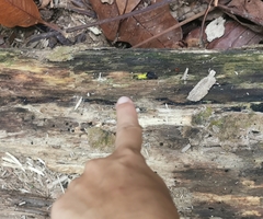 Platerodrilus ruficollis