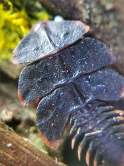 Platerodrilus ruficollis