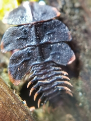 Platerodrilus ruficollis