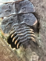 Platerodrilus ruficollis