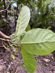 Ficus trigonata