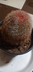Echinocereus pectinatus rutowiorum
