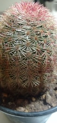 Echinocereus pectinatus rutowiorum