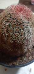 Echinocereus pectinatus rutowiorum