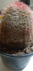 Echinocereus pectinatus rutowiorum