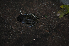 Eleutherodactylus interorbitalis