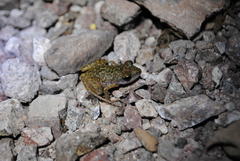 Eleutherodactylus interorbitalis