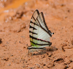 Protesilaus protesilaus