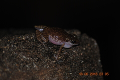 Eleutherodactylus interorbitalis