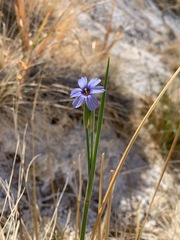 Sisyrinchium funereum