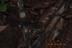 Eleutherodactylus interorbitalis