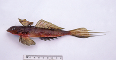 Synchiropus calauropomus