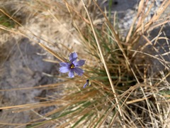 Sisyrinchium funereum
