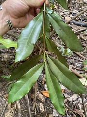 Pimenta racemosa grisea