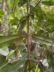 Pimenta racemosa grisea