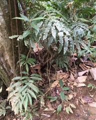Salpichlaena volubilis