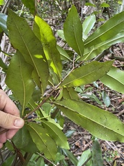 Pimenta racemosa grisea