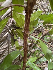 Pimenta racemosa grisea