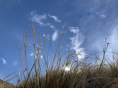Sisyrinchium funereum