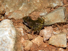 Eleutherodactylus interorbitalis