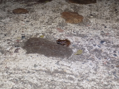 Eleutherodactylus interorbitalis