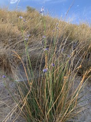 Sisyrinchium funereum