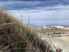 Sisyrinchium funereum