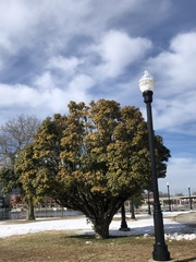 Magnolia grandiflora