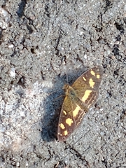 Telenassa berenice