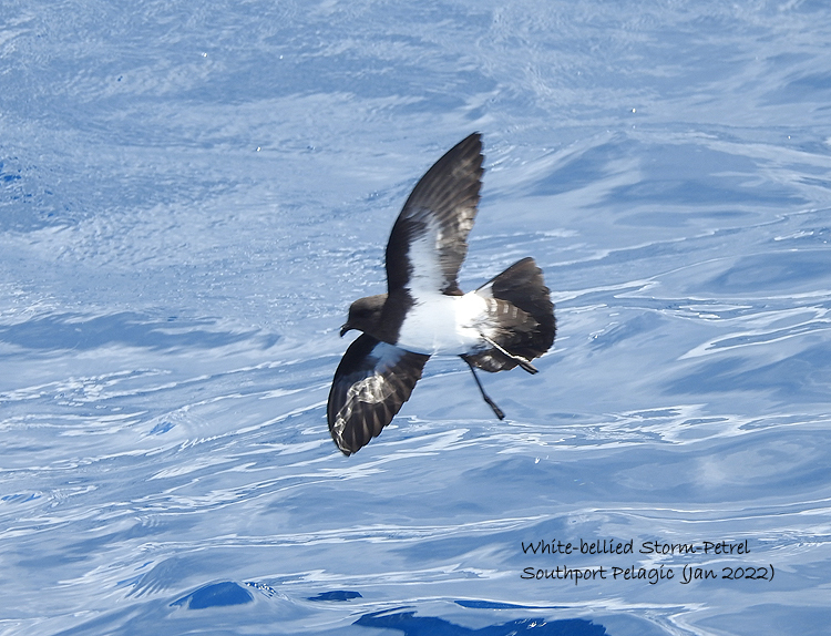 White-Bellied Storm-Petrel