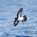 White-bellied Storm-Petrel - Photo (c) Marie Tarrant, some rights reserved (CC BY-NC), uploaded by Marie Tarrant