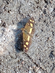 Telenassa berenice