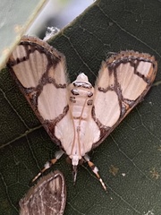 Cirrhochrista kosemponialis