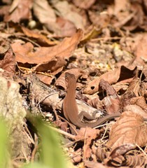 Aspidoscelis guttatus