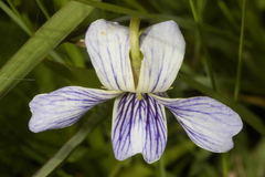 Viola humilis