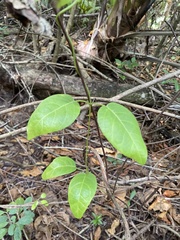 Echites agglutinatus