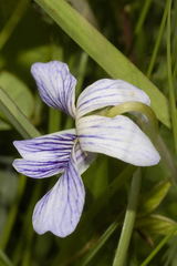 Viola humilis