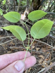 Echites agglutinatus