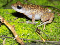 Eleutherodactylus interorbitalis