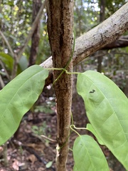 Echites agglutinatus