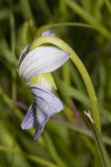 Viola humilis