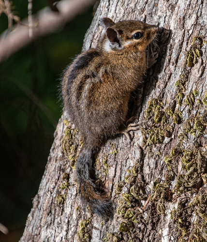 iNaturalist observation photo of Yellow-cheeked Chipmunk