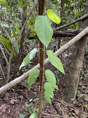 Echites agglutinatus