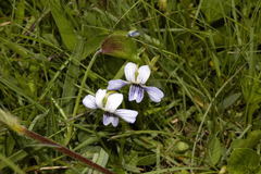 Viola humilis