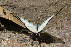 Graphium agetes