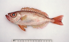 Priacanthus macracanthus