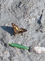 Telenassa berenice